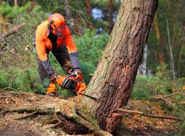 Trusted La Presa, CA Tree Removal Experts