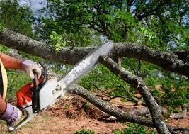 Best Tree Preservation Services  in La Presa, CA